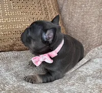 raven, a female French Bulldog for sale in Beaumont, CA – Photo 7 of 10