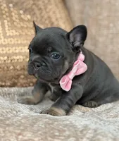 raven, a female French Bulldog for sale in Beaumont, CA – Photo 6 of 10