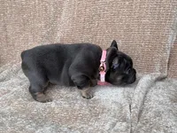 raven, a female French Bulldog for sale in Beaumont, CA – Photo 8 of 10