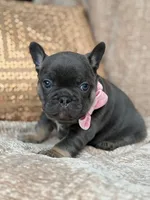 raven, a female French Bulldog for sale in Beaumont, CA – Photo 5 of 10