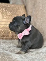 raven, a female French Bulldog for sale in Beaumont, CA – Photo 9 of 10