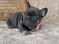 raven, a female French Bulldog for sale in Beaumont, CA – Photo 10 of 10