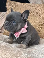 raven, a female French Bulldog for sale in Beaumont, CA – Photo 3 of 10