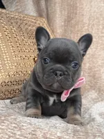raven, a female French Bulldog for sale in Beaumont, CA – Photo 2 of 10
