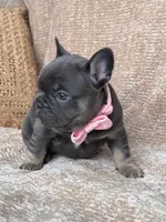 raven, a female French Bulldog for sale in Beaumont, CA – Photo 4 of 10