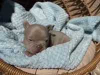 Charlie , a male French Bulldog for sale in Beaumont, CA – 3 of 10
