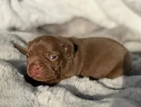 FUDGE , a male French Bulldog for sale in Beaumont, CA – 3 of 10