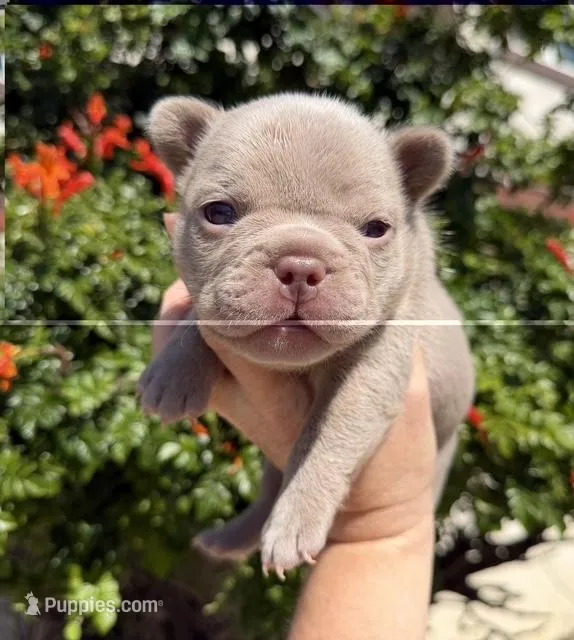 Charlie  – French Bulldog puppy for sale in Beaumont, CA