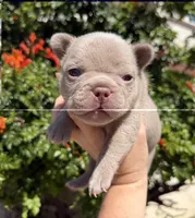 Charlie , a male French Bulldog for sale in Beaumont, CA – 1 of 10