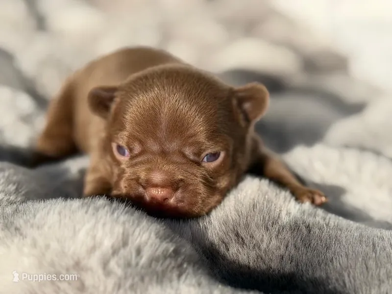 FUDGE , a male French Bulldog for sale in Beaumont, CA – 1 of 10