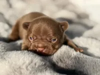 FUDGE , a male French Bulldog for sale in Beaumont, CA – 1 of 10