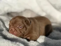 Rocky, a male French Bulldog for sale in Beaumont, CA – 2 of 10