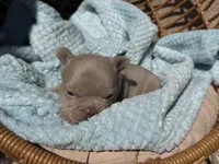 Charlie , a male French Bulldog for sale in Beaumont, CA – 2 of 10