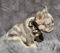 Wesley, a male French Bulldog for sale in Beaumont, CA – 3 of 10