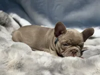 Lake , a male French Bulldog for sale in Beaumont, CA – 2 of 10