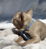 Lake , a male French Bulldog for sale in Beaumont, CA – 5 of 10