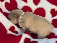 processed/6bcc8f5e-dbf1-4d78-b330-14975c77c87e/listing/69e4d601-417e-4164-bc57-d18c6ae11599/587a2fdd-7713-4233-b6d2-27bf5c76bf74