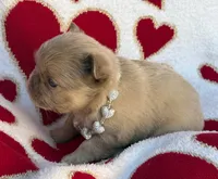 processed/6bcc8f5e-dbf1-4d78-b330-14975c77c87e/listing/69e4d601-417e-4164-bc57-d18c6ae11599/a35acc22-0027-44c0-96b8-5d6fe6fb6e8e