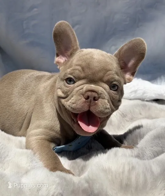 Lake  – French Bulldog puppy for sale in Beaumont, CA