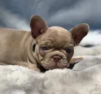 Lake , a male French Bulldog for sale in Beaumont, CA – 7 of 10