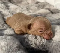Hazel , a female French Bulldog for sale in Beaumont, CA – 9 of 10