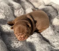 Rocky, a male French Bulldog for sale in Beaumont, CA – 7 of 10