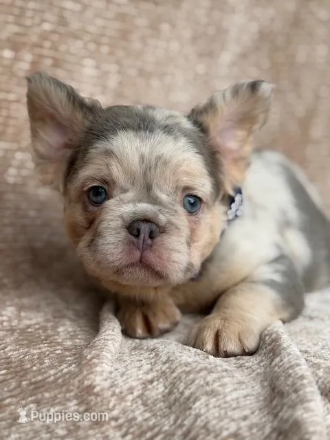 Brooks – French Bulldog puppy for sale in Beaumont, CA