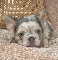 Brooks, a male French Bulldog for sale in Beaumont, CA – Photo 2 of 10