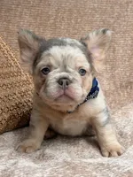Brooks, a male French Bulldog for sale in Beaumont, CA – Photo 6 of 10