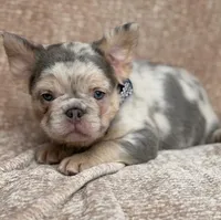 Brooks, a male French Bulldog for sale in Beaumont, CA – Photo 9 of 10