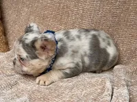 Brooks, a male French Bulldog for sale in Beaumont, CA – Photo 7 of 10