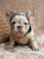 Brooks, a male French Bulldog for sale in Beaumont, CA – Photo 5 of 10