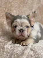 Brooks, a male French Bulldog for sale in Beaumont, CA – Photo 10 of 10