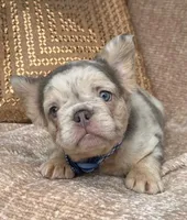 Brooks, a male French Bulldog for sale in Beaumont, CA – Photo 3 of 10