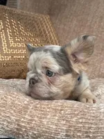 Brooks, a male French Bulldog for sale in Beaumont, CA – Photo 4 of 10