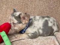 Brooks, a male French Bulldog for sale in Beaumont, CA – Photo 8 of 10