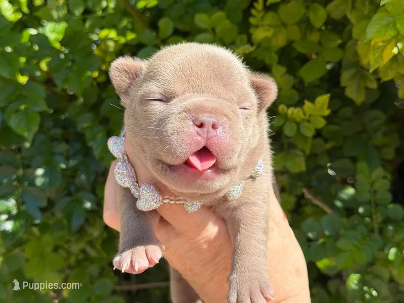 Rosie  – French Bulldog puppy for sale in Beaumont, CA
