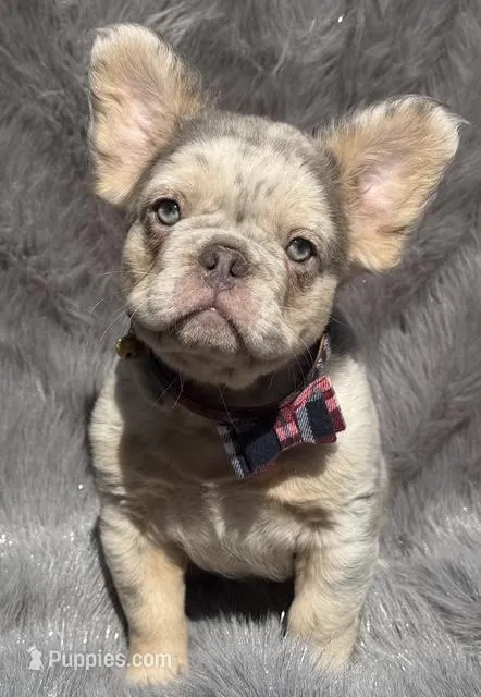 Brooks – French Bulldog puppy for sale in Beaumont, CA