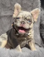 Wesley, a male French Bulldog for sale in Beaumont, CA – 9 of 10
