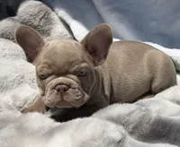 Lake , a male French Bulldog for sale in Beaumont, CA – 8 of 10
