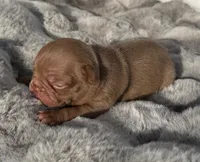 Hazel , a female French Bulldog for sale in Beaumont, CA – 2 of 10