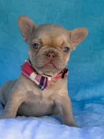 Coralie, a female French Bulldog for sale in Beaumont, CA – Photo 7 of 10