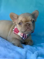 Coralie, a female French Bulldog for sale in Beaumont, CA – Photo 1 of 10