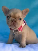 Coralie, a female French Bulldog for sale in Beaumont, CA – Photo 10 of 10