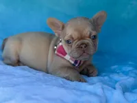 Coralie, a female French Bulldog for sale in Beaumont, CA – Photo 3 of 10