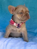 Coralie, a female French Bulldog for sale in Beaumont, CA – Photo 8 of 10