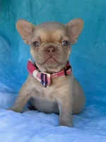 Coralie, a female French Bulldog for sale in Beaumont, CA – Photo 6 of 10