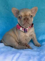 Coralie, a female French Bulldog for sale in Beaumont, CA – Photo 5 of 10