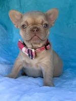 Coralie, a female French Bulldog for sale in Beaumont, CA – Photo 9 of 10