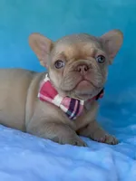 Coralie, a female French Bulldog for sale in Beaumont, CA – Photo 2 of 10